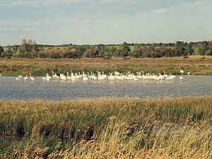 Flamingos bei Portiragnes Plage